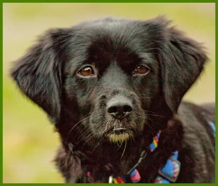Nikolina, female Mixed Breed for adoption at Tierhilfe Franken e.V., Lauf