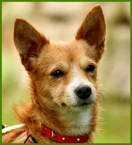 Nutella, female Mixed Breed for adoption at Tierhilfe Franken e.V., Lauf