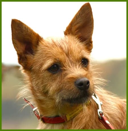 Nucki Nuss, female Mixed Breed for adoption at Tierhilfe Franken e.V., Lauf