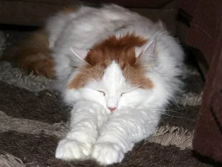 Sammy, Mixed Breed for adoption at Tierhilfe Franken e.V., Lauf
