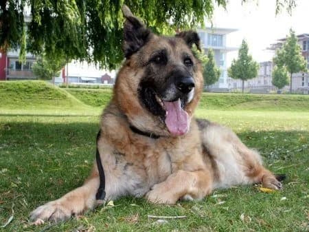 Hanko, male Mixed Breed for adoption at Tierhilfe Franken e.V., Lauf