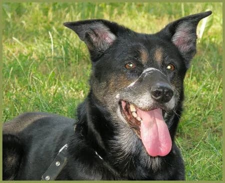 Sienna, male senior Mixed Breed for adoption at Tierhilfe Franken e.V., Lauf