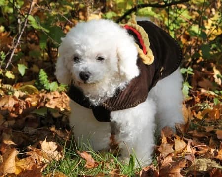 Tikki, female senior Mixed Breed for adoption at Tierhilfe Franken e.V., Lauf