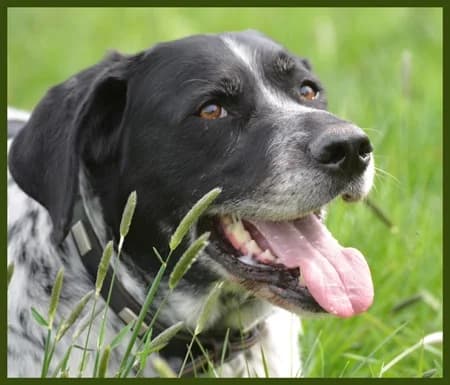 Giacomo, male Mixed Breed for adoption at Tierhilfe Franken e.V., Lauf