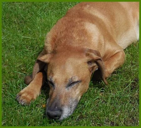 Lucky Bub, male Mixed Breed for adoption at Tierhilfe Franken e.V., Lauf