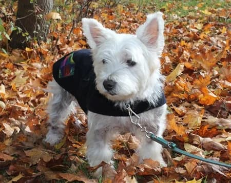 Hera, female senior Mixed Breed for adoption at Tierhilfe Franken e.V., Lauf