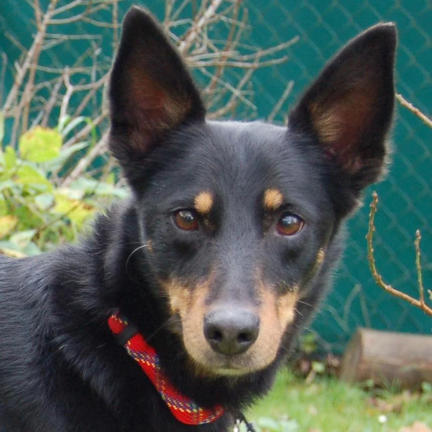 Bettylein, female puppy Mixed Breed for adoption at Tierhilfe Franken e.V., Lauf