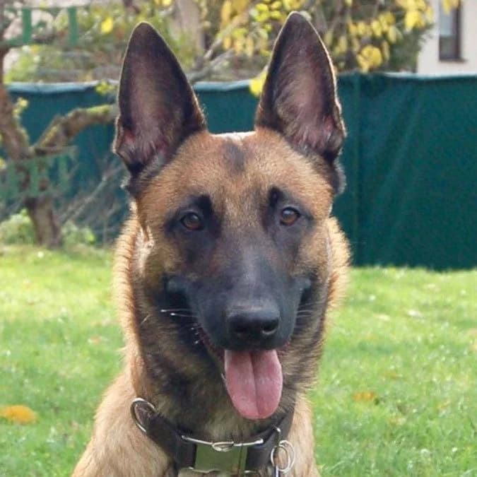 Marli, female puppy Mixed Breed for adoption at Tierhilfe Franken e.V., Lauf