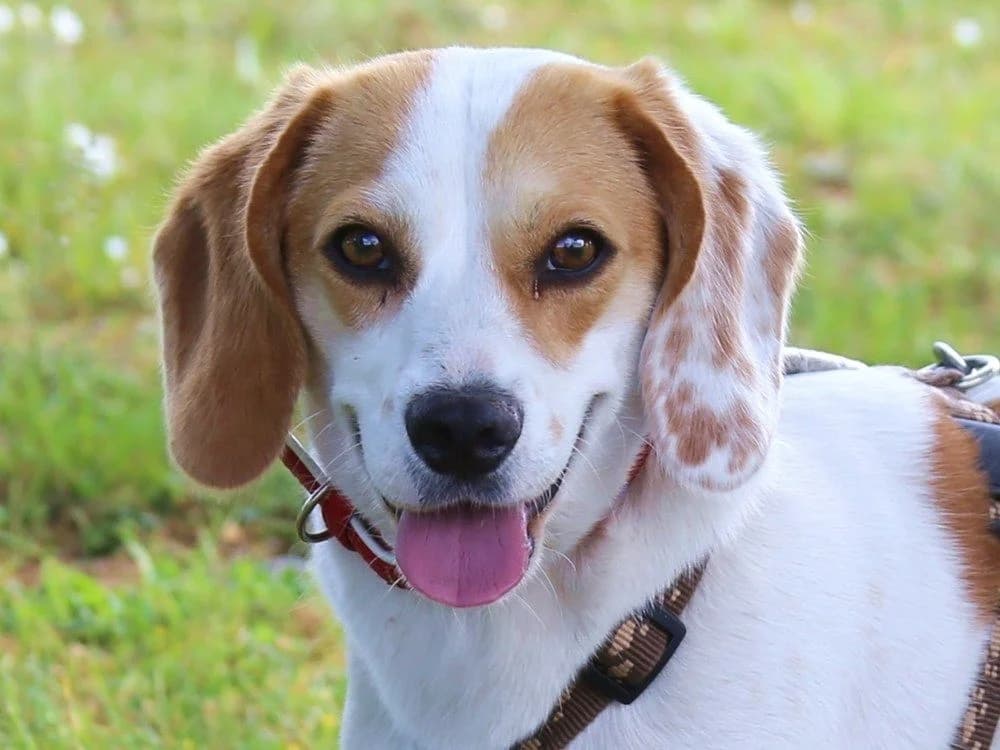 Marzipan, female puppy Mixed Breed for adoption at Tierhilfe Franken e.V., Lauf