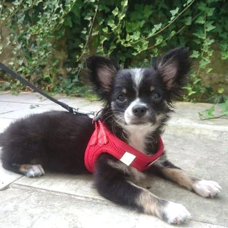 Bellissimo, puppy Mixed Breed for adoption at Tierhilfe Franken e.V., Lauf