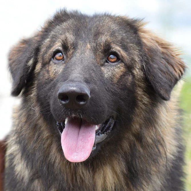 Ledo, male puppy Mixed Breed for adoption at Tierhilfe Franken e.V., Lauf