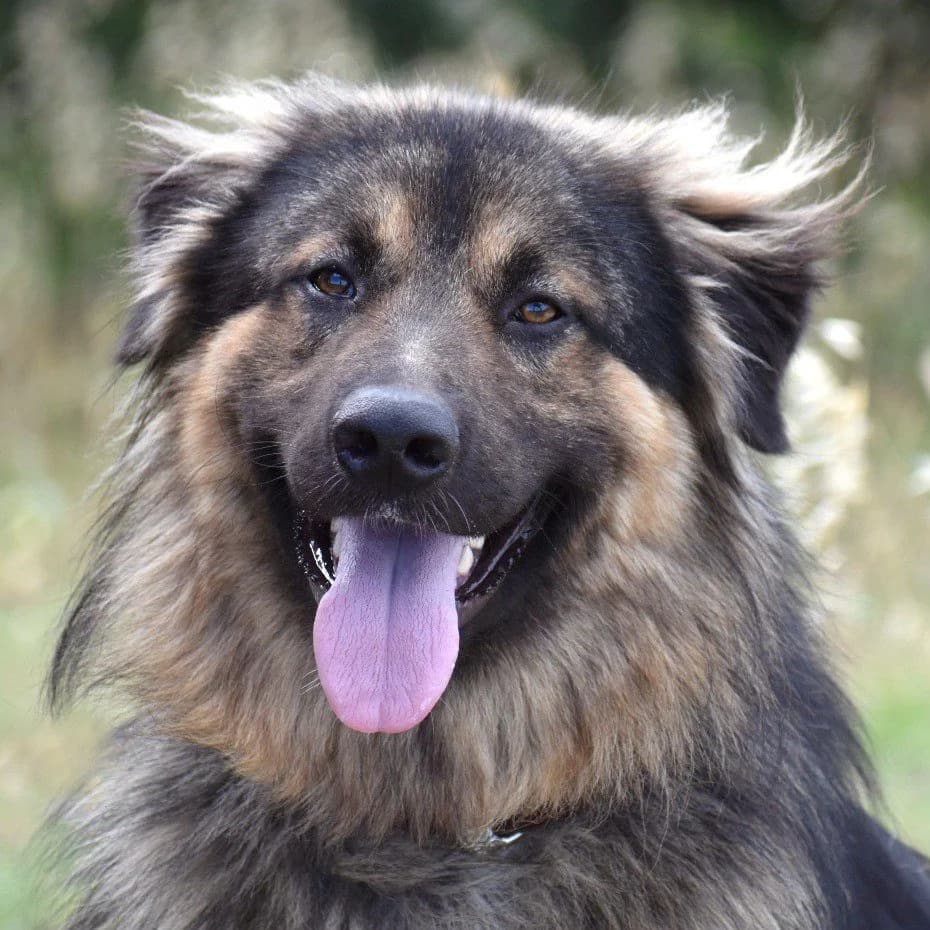 Pago, male puppy Mixed Breed for adoption at Tierhilfe Franken e.V., Lauf