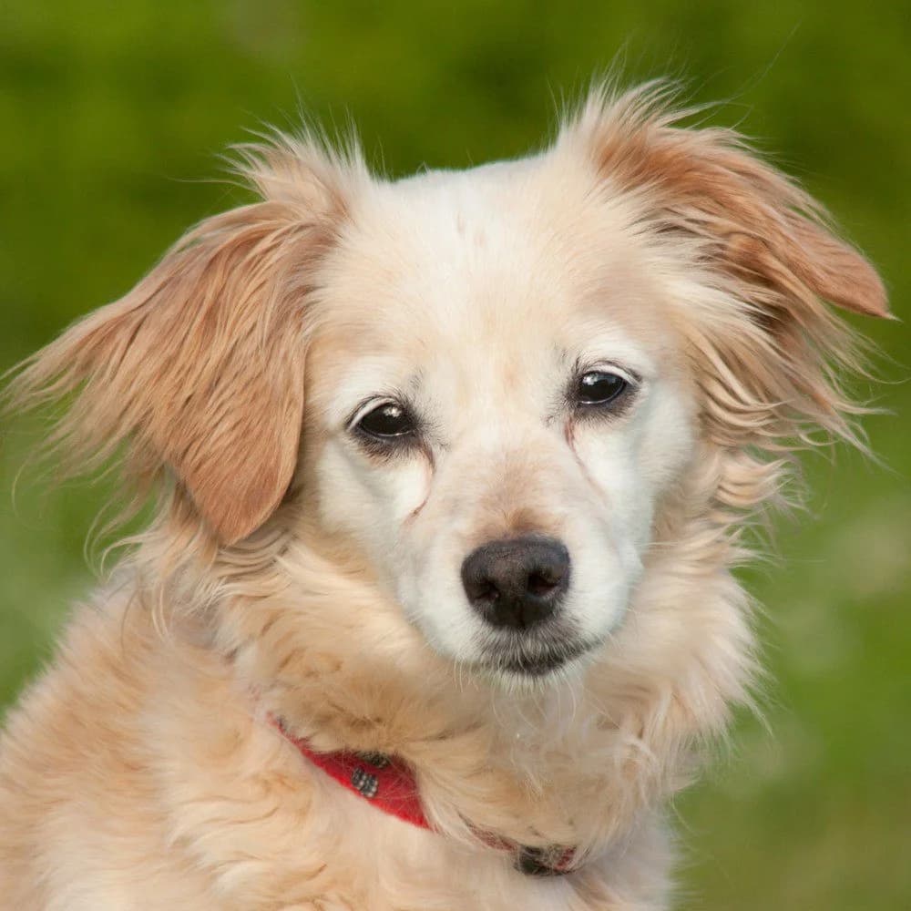 Linda, female Mixed Breed for adoption at Tierhilfe Franken e.V., Lauf