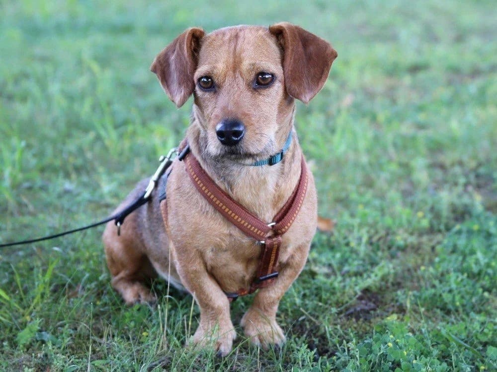 Schatzilein, female Mixed Breed for adoption at Tierhilfe Franken e.V., Lauf
