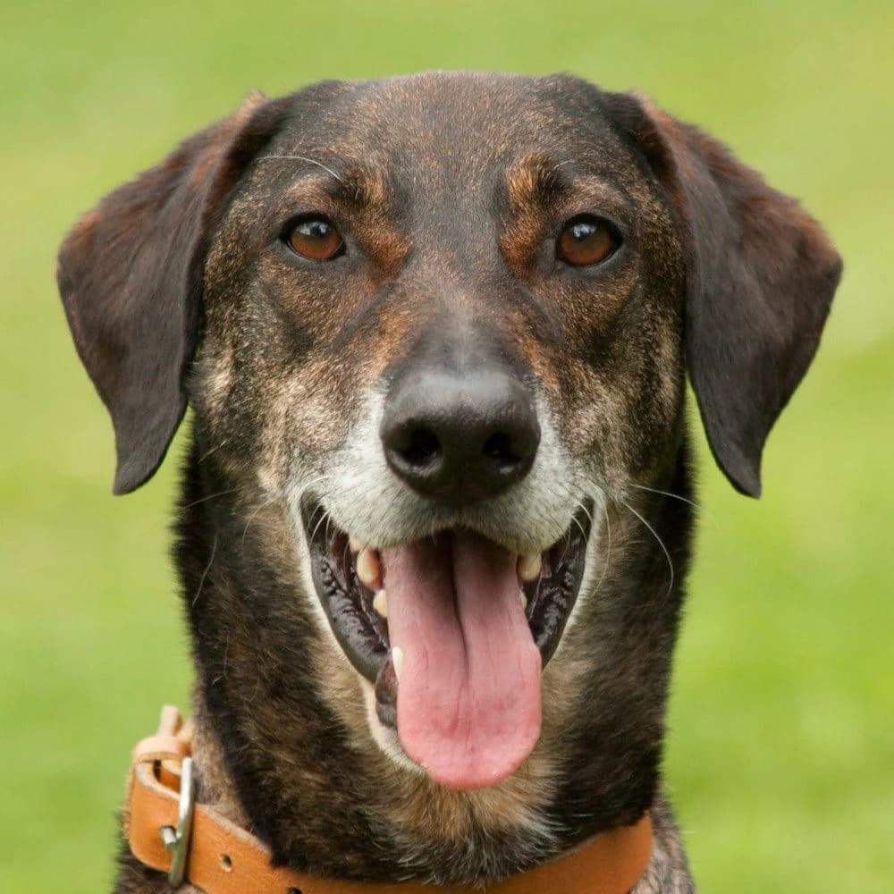 Dinyo, male Mixed Breed for adoption at Tierhilfe Franken e.V., Lauf