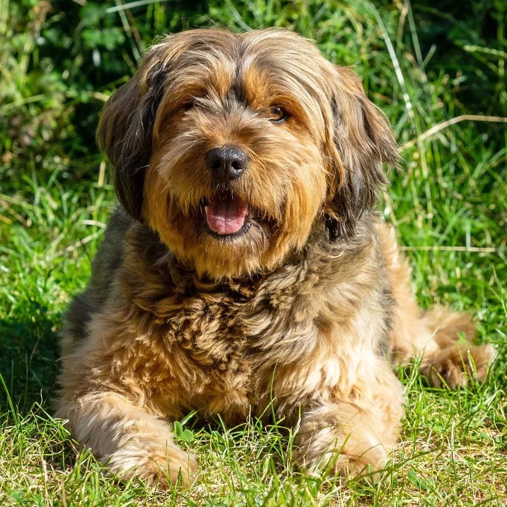 Muscha, female Mixed Breed for adoption at Tierhilfe Franken e.V., Lauf