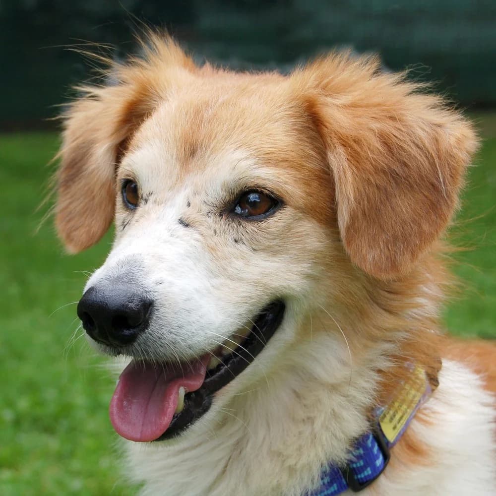 Konjak, male Mixed Breed for adoption at Tierhilfe Franken e.V., Lauf