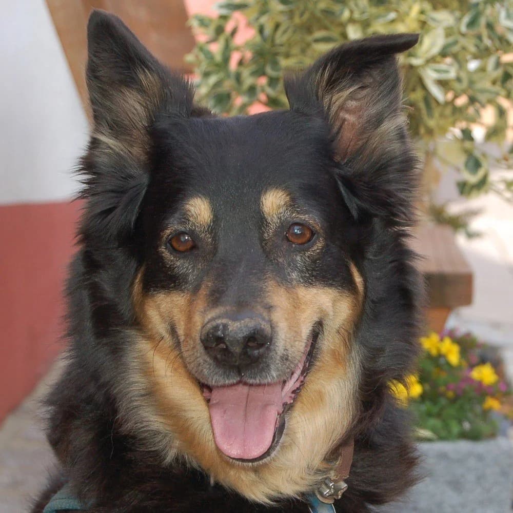 Baily-Maus, female Mixed Breed for adoption at Tierhilfe Franken e.V., Lauf