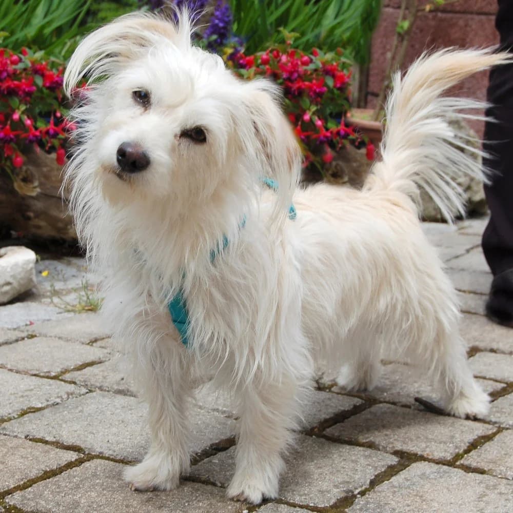 Amy-Maus, female Mixed Breed for adoption at Tierhilfe Franken e.V., Lauf