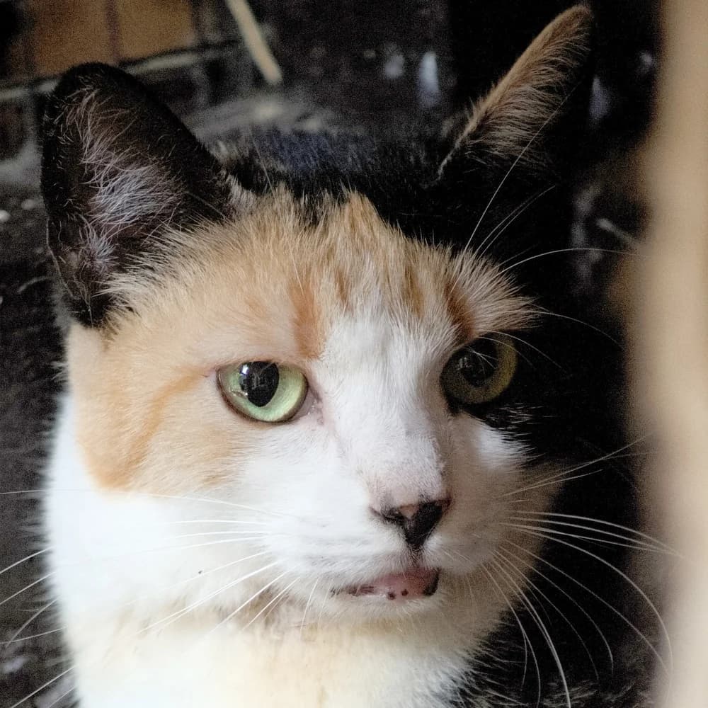 Frumusica, Mixed Breed for adoption at Tierhilfe Franken e.V., Lauf