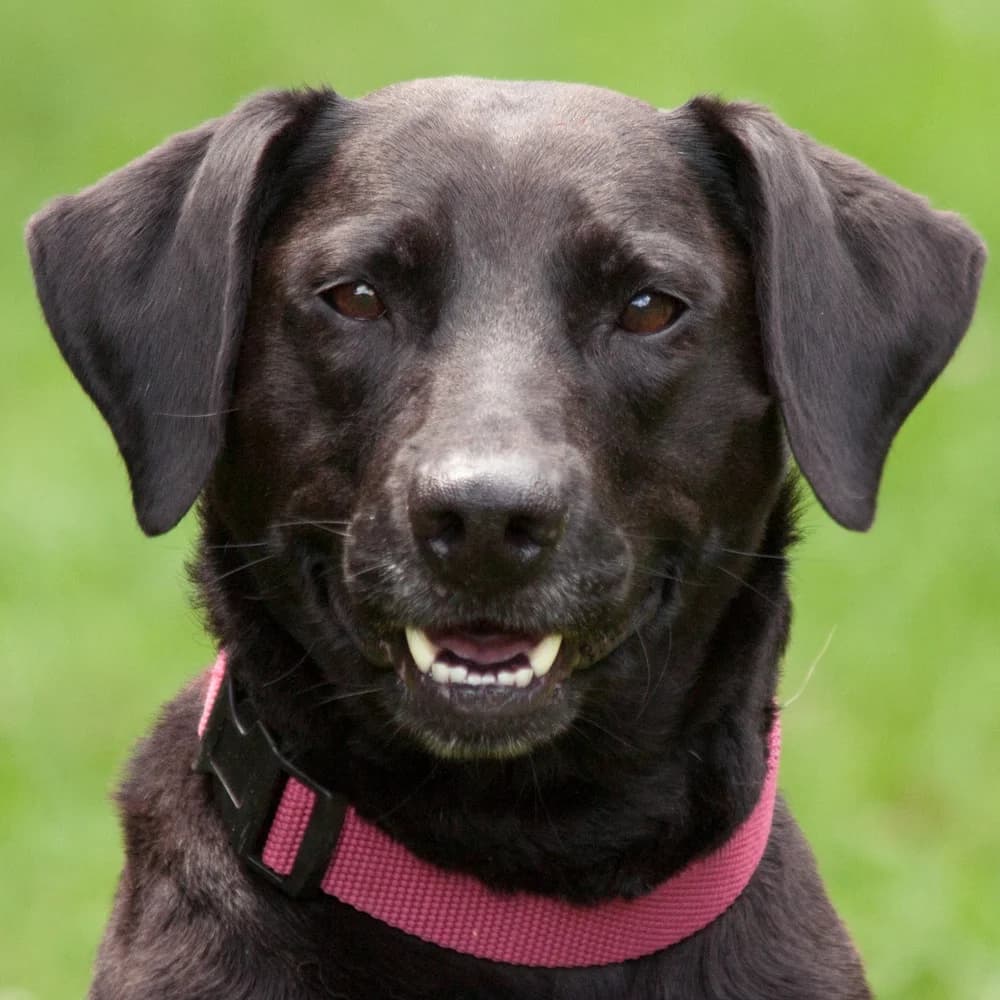 Kenia, female Mixed Breed for adoption at Tierhilfe Franken e.V., Lauf