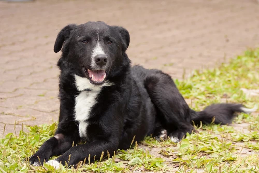Anno, male Mixed Breed for adoption at Tierhilfe Franken e.V., Lauf