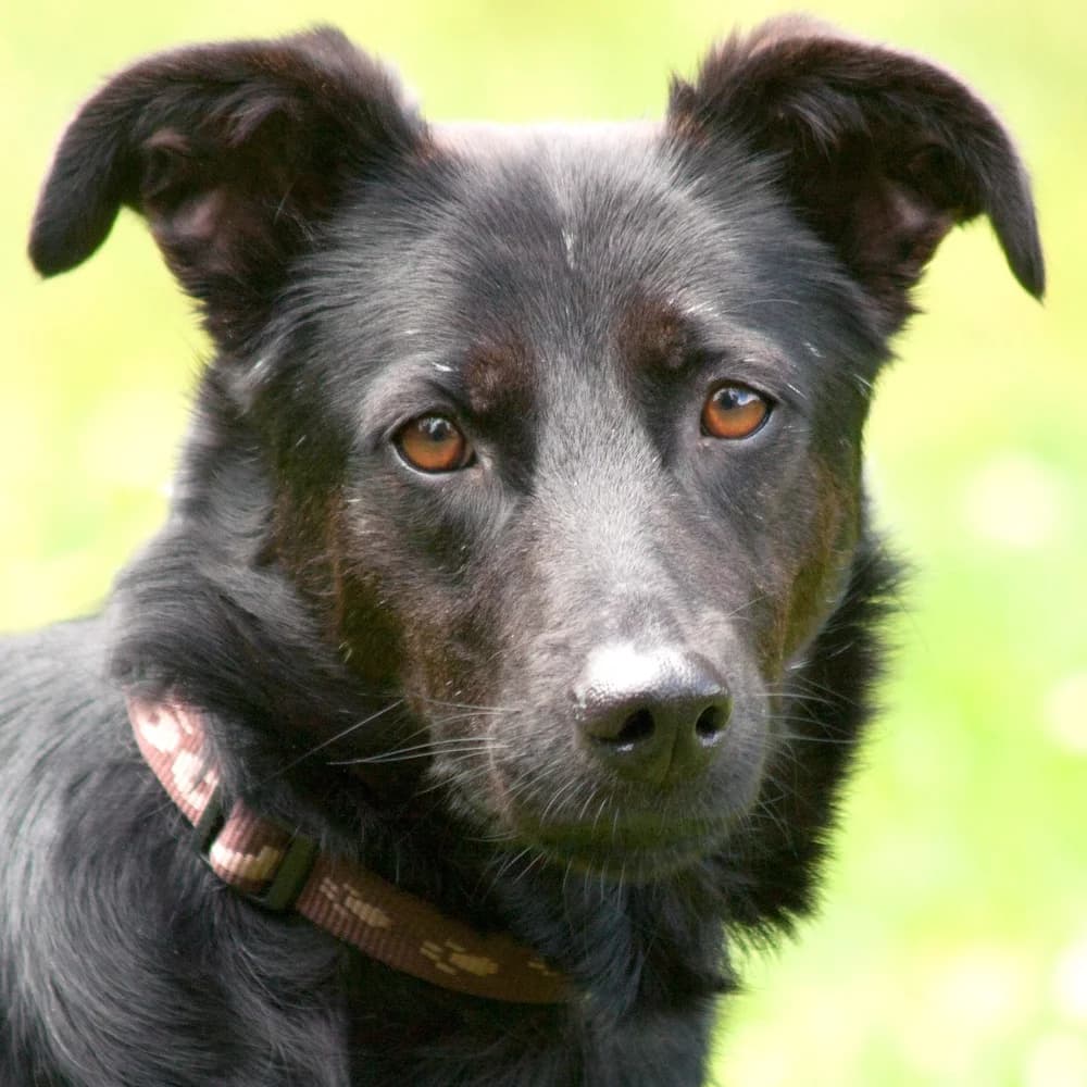 Vena, female Mixed Breed for adoption at Tierhilfe Franken e.V., Lauf
