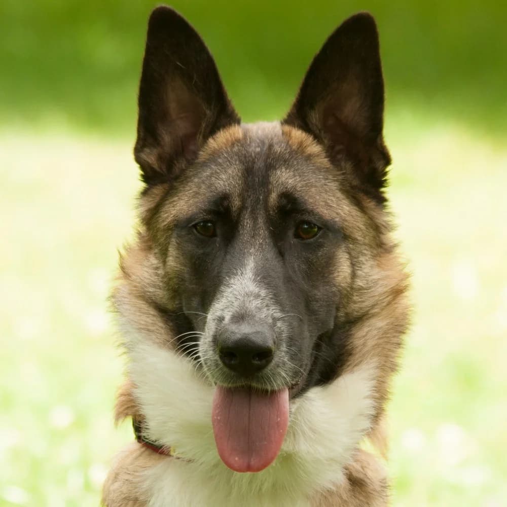 Fea, female Mixed Breed for adoption at Tierhilfe Franken e.V., Lauf