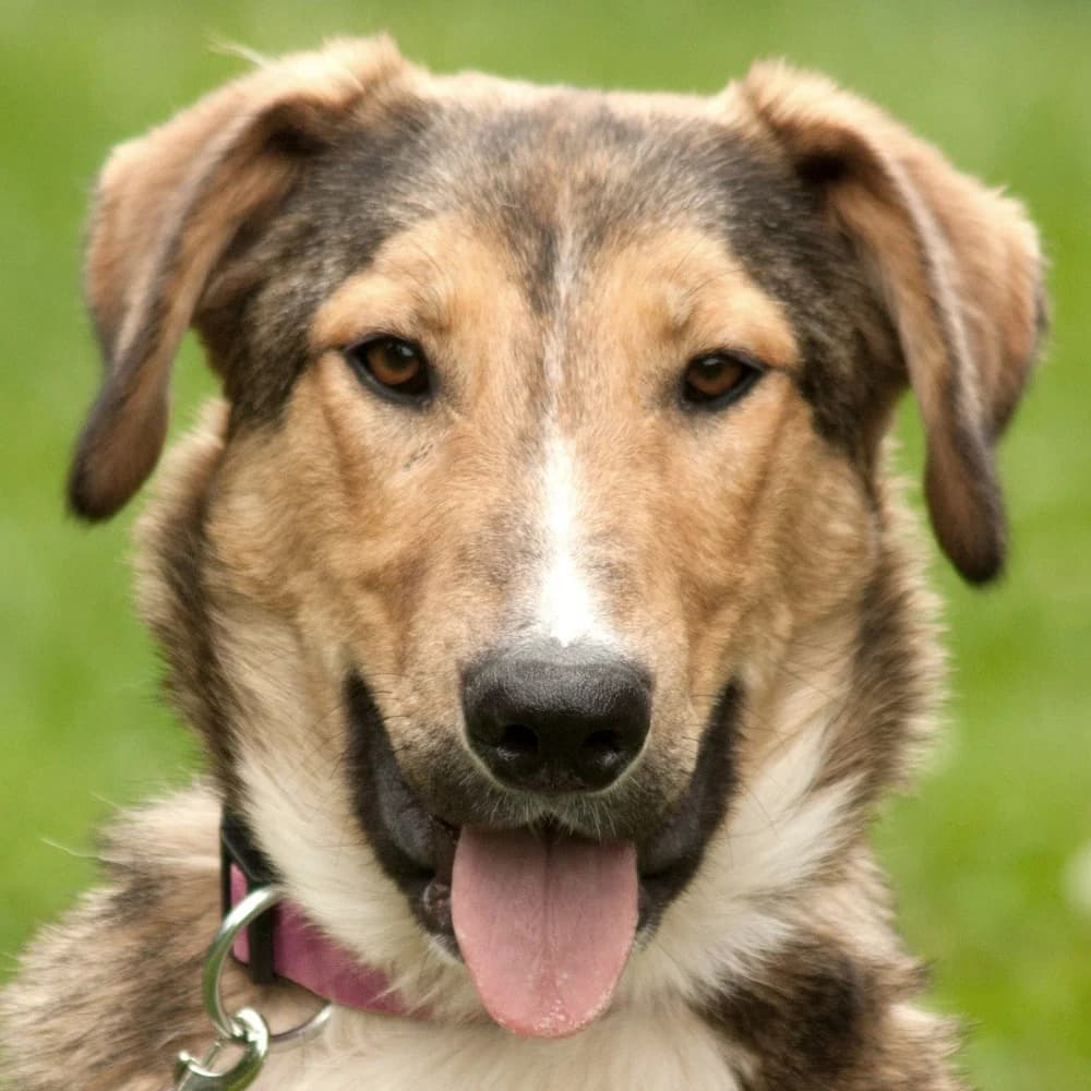 Pega, female Mixed Breed for adoption at Tierhilfe Franken e.V., Lauf