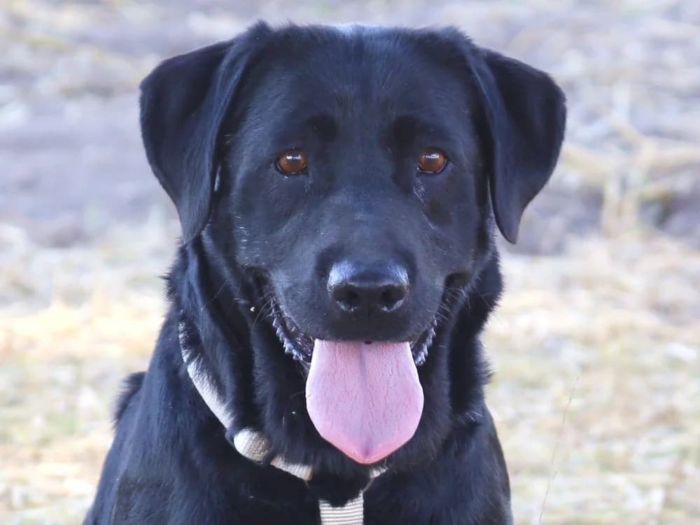 Sylt, female Mixed Breed for adoption at Tierhilfe Franken e.V., Lauf