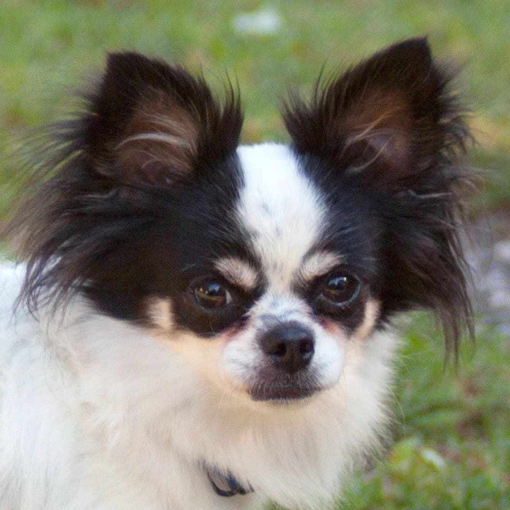 Lumpilein, male Mixed Breed for adoption at Tierhilfe Franken e.V., Lauf
