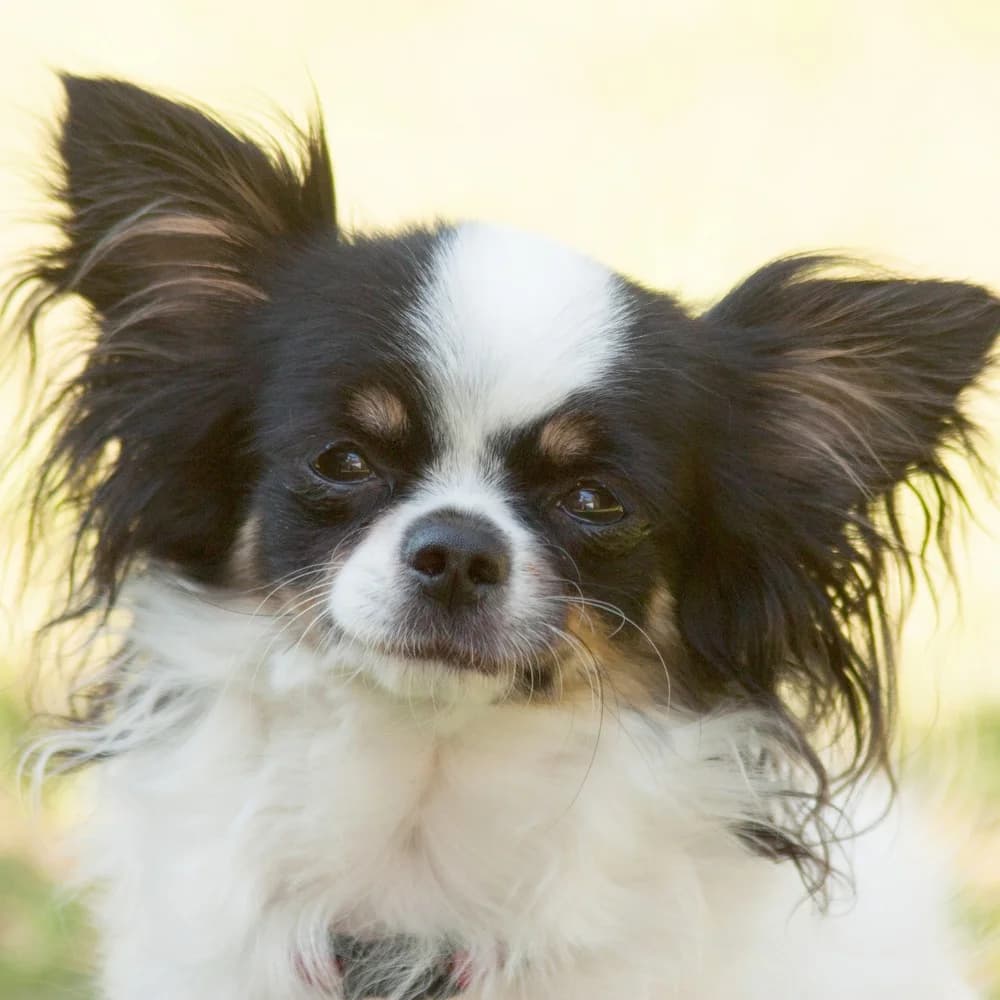 Strolchilein, male Mixed Breed for adoption at Tierhilfe Franken e.V., Lauf
