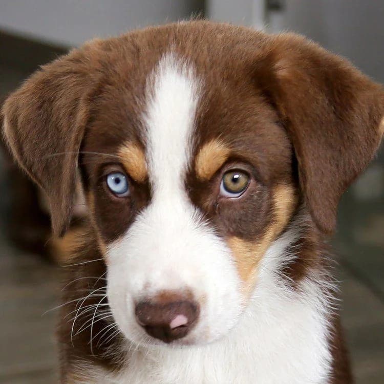 Lunella-Baby, female Mixed Breed for adoption at Tierhilfe Franken e.V., Lauf