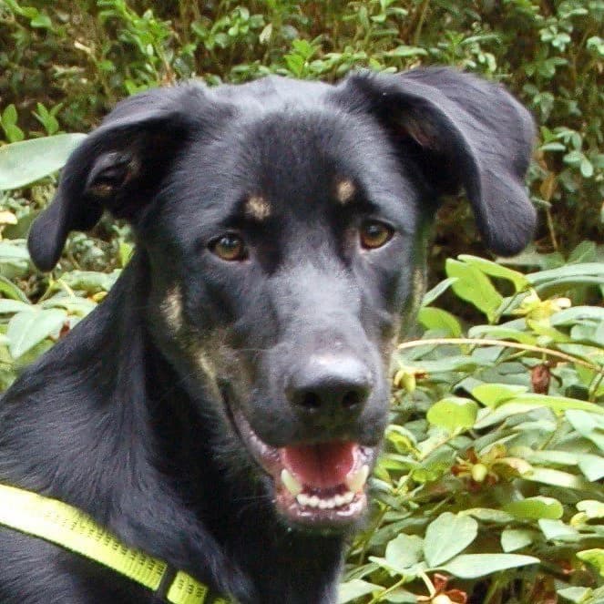 Salito, male Mixed Breed for adoption at Tierhilfe Franken e.V., Lauf