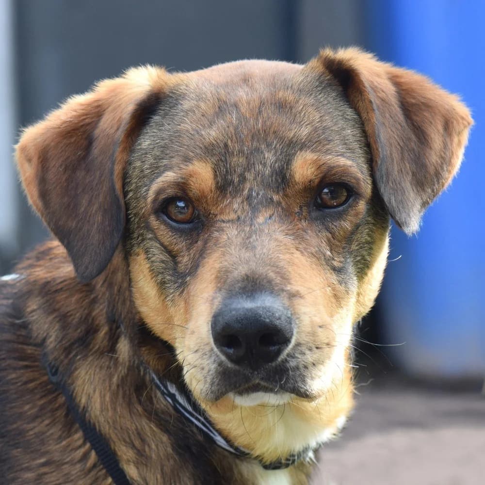 Didio, male Mixed Breed for adoption at Tierhilfe Franken e.V., Lauf