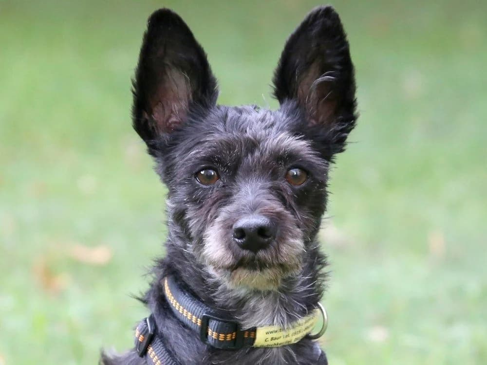 Lilla, female Mixed Breed for adoption at Tierhilfe Franken e.V., Lauf
