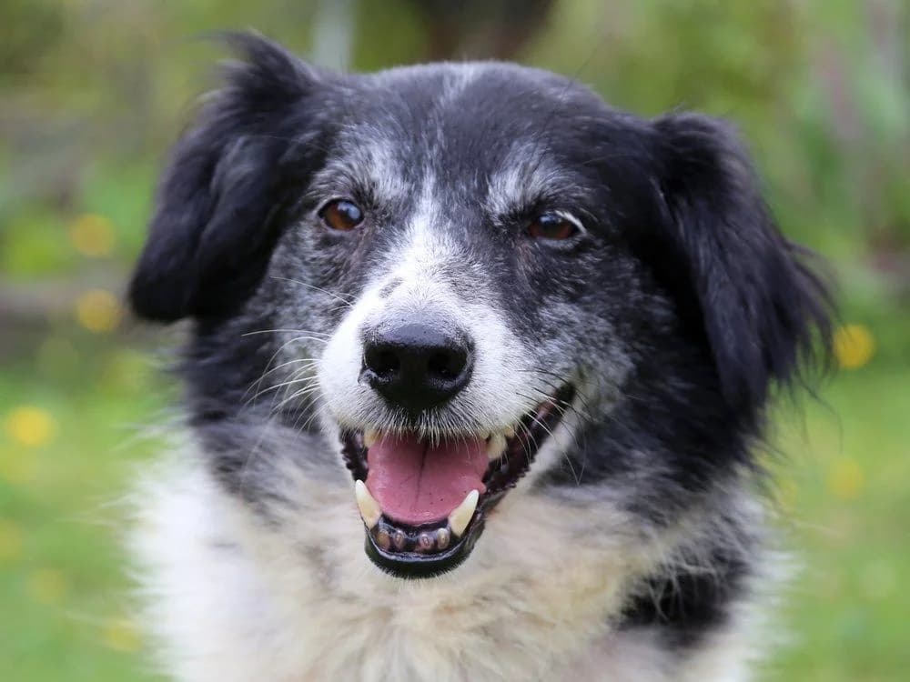 Kormo, male Mixed Breed for adoption at Tierhilfe Franken e.V., Lauf