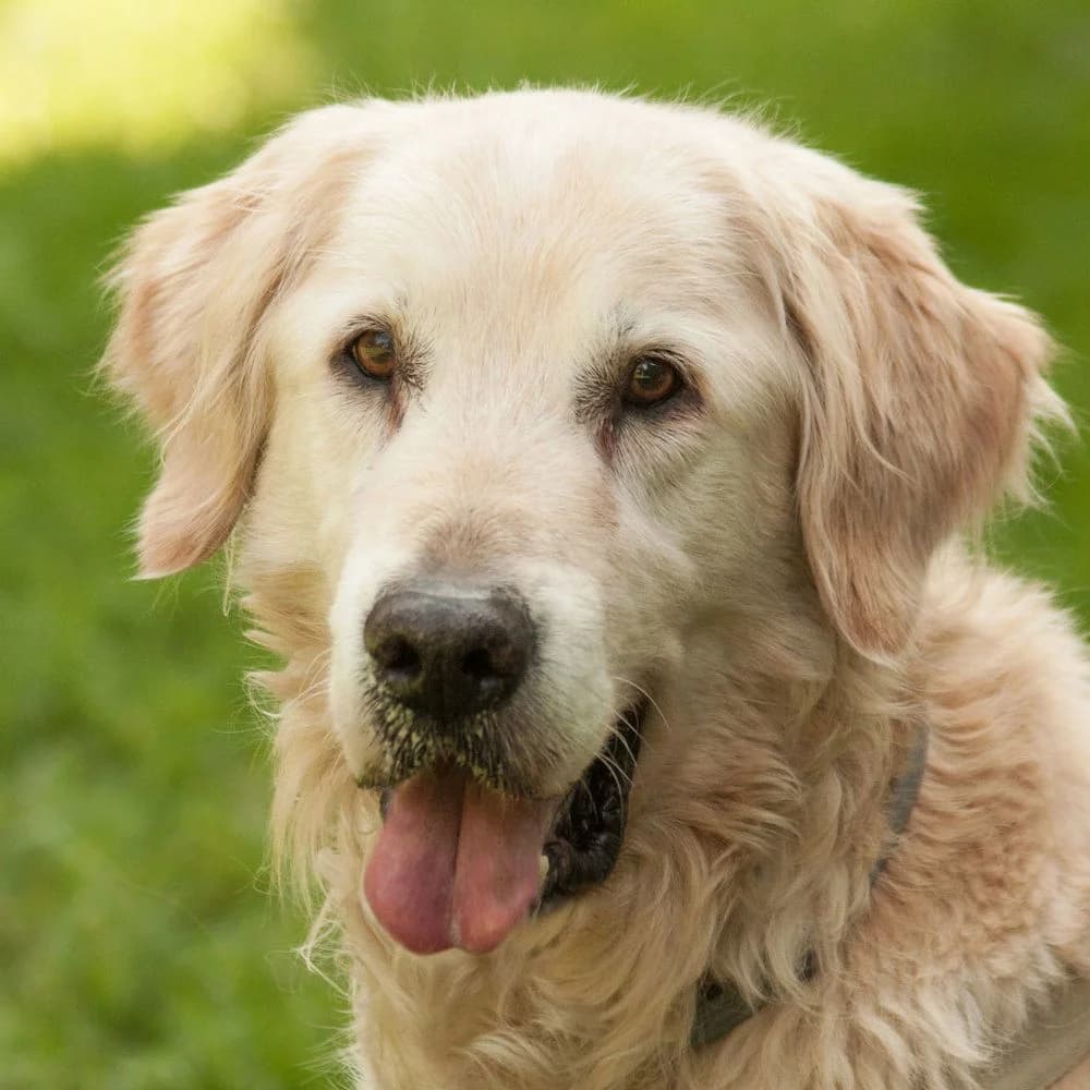 Mister Buddy, male senior Mixed Breed for adoption at Tierhilfe Franken e.V., Lauf