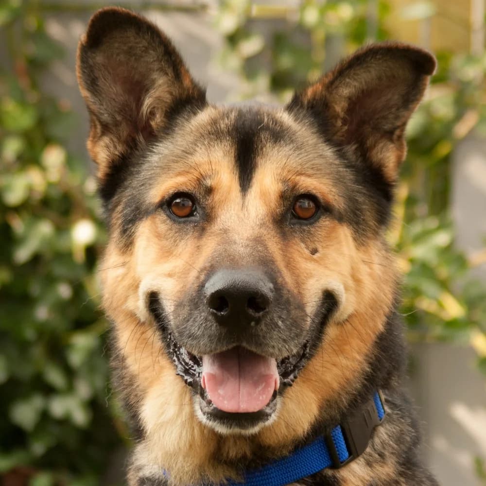 Chrom, male Mixed Breed for adoption at Tierhilfe Franken e.V., Lauf