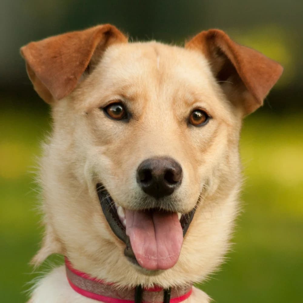 Seneca, female Mixed Breed for adoption at Tierhilfe Franken e.V., Lauf