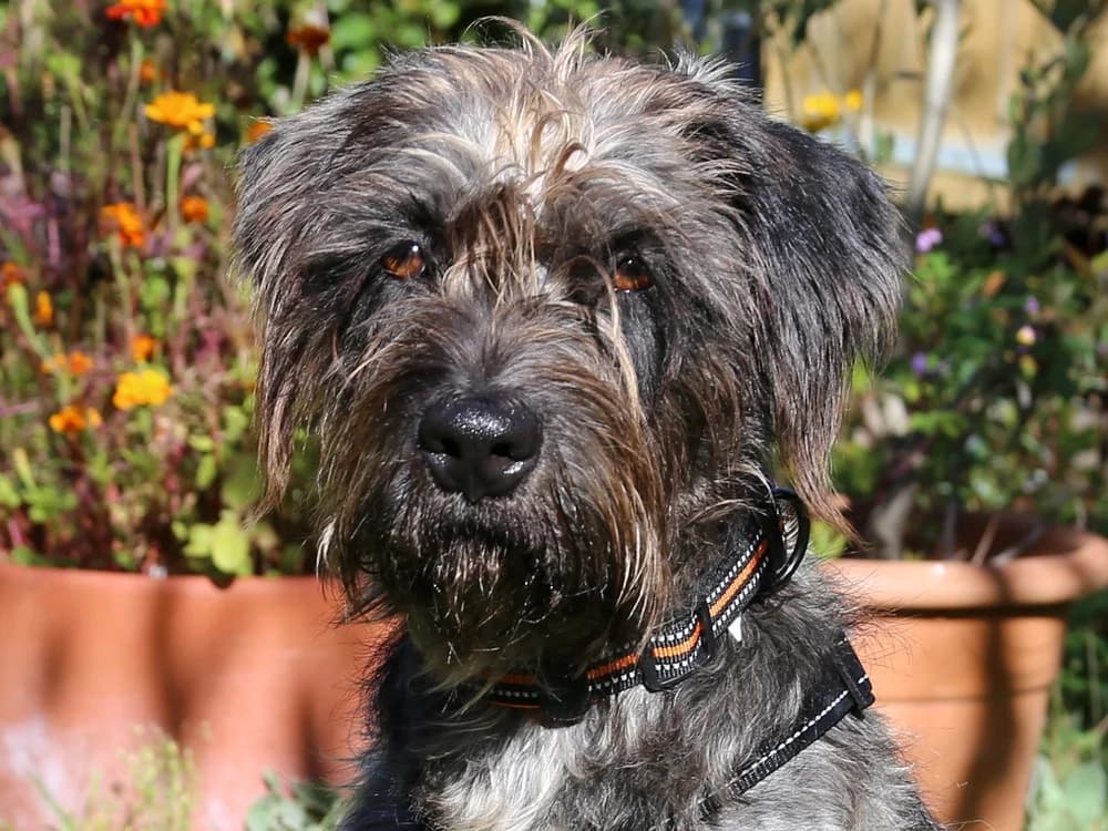 Boroka, female Mixed Breed for adoption at Tierhilfe Franken e.V., Lauf