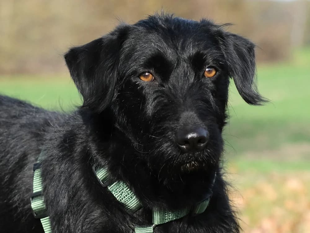 Afrosia, female Mixed Breed for adoption at Tierhilfe Franken e.V., Lauf