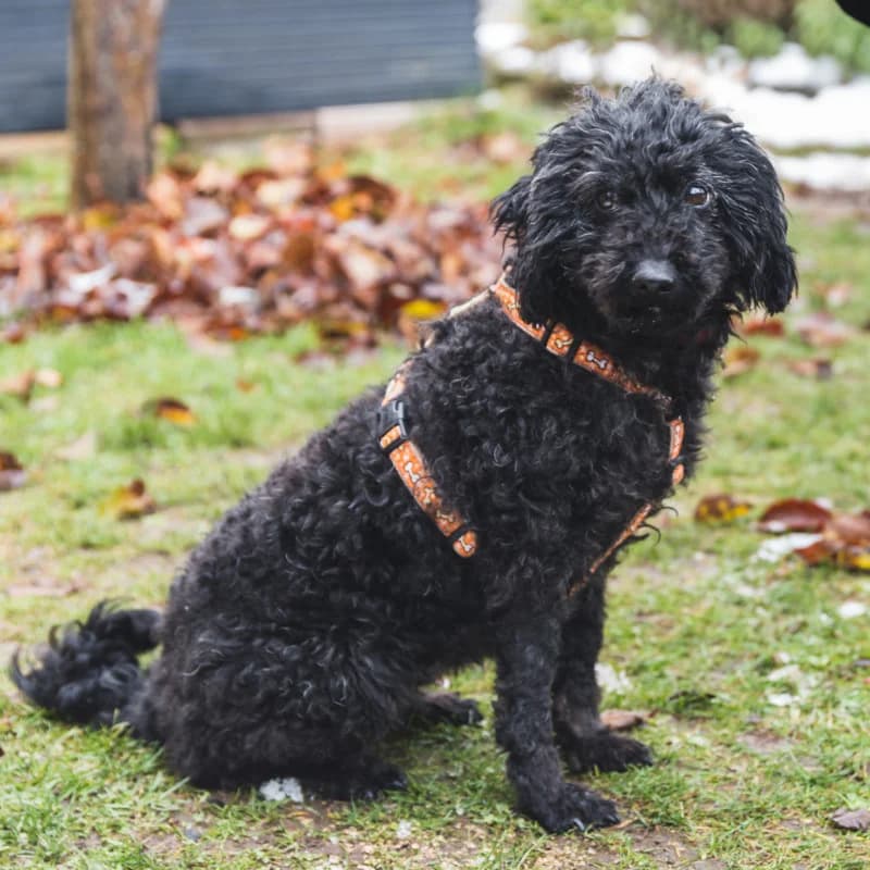 Pucky, female Mixed Breed for adoption at Tierhilfe Franken e.V., Lauf