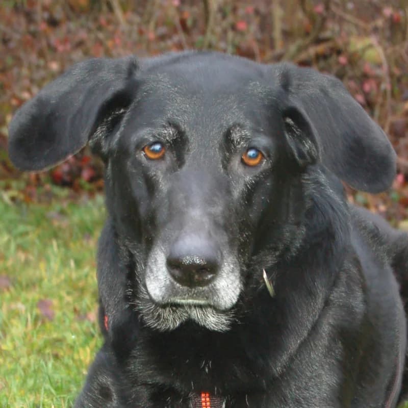Lenia, female Mixed Breed for adoption at Tierhilfe Franken e.V., Lauf
