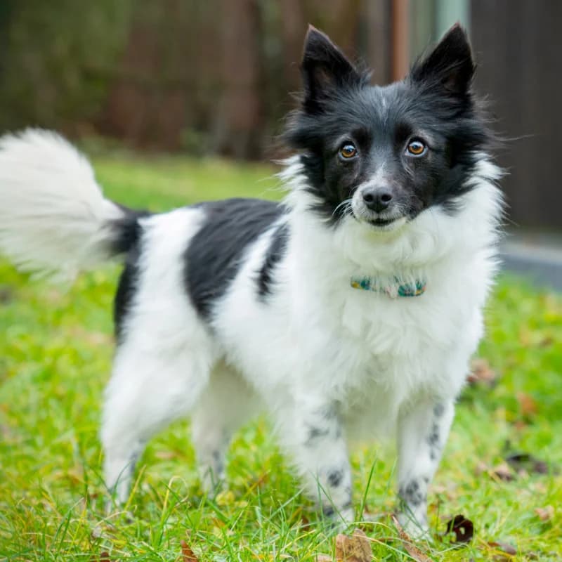 Sona, female Mixed Breed for adoption at Tierhilfe Franken e.V., Lauf