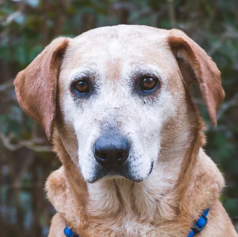 Die junge Freda, female Mixed Breed for adoption at Tierhilfe Franken e.V., Lauf