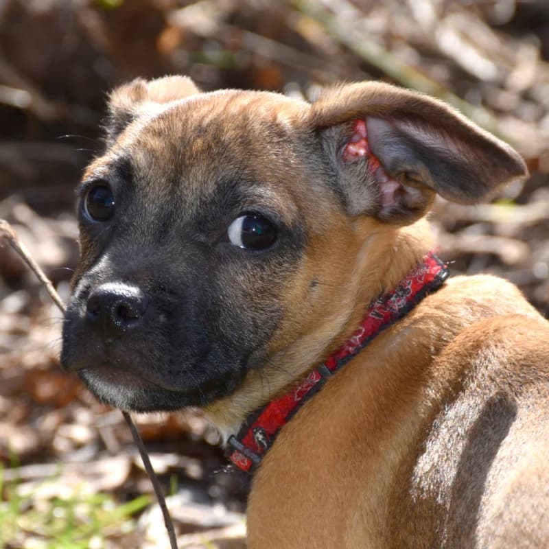 Baby Jack, puppy Mixed Breed for adoption at Tierhilfe Franken e.V., Lauf