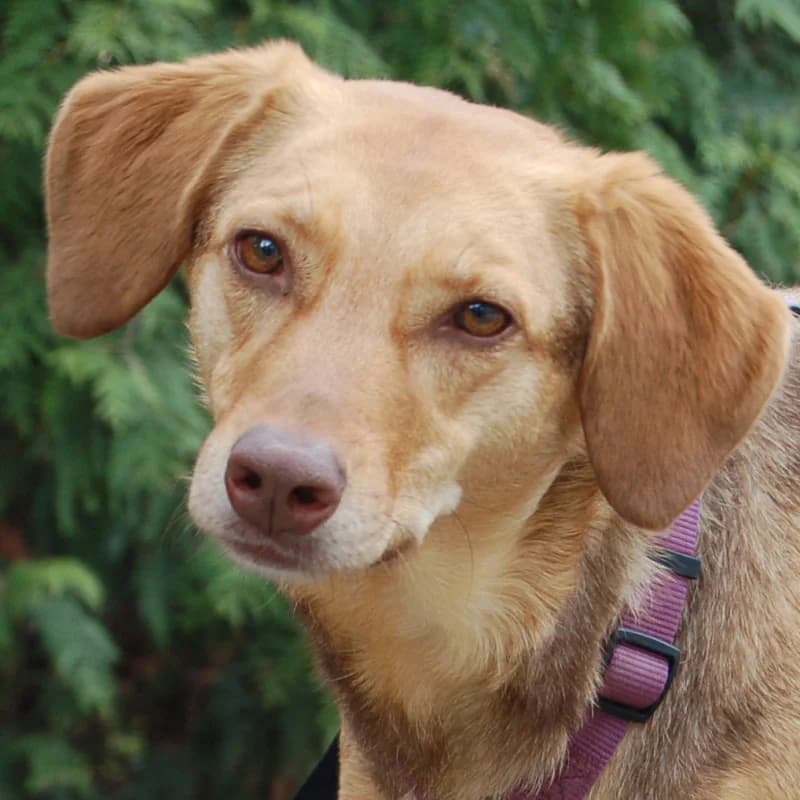 Fräulein Flocke, female Mixed Breed for adoption at Tierhilfe Franken e.V., Lauf