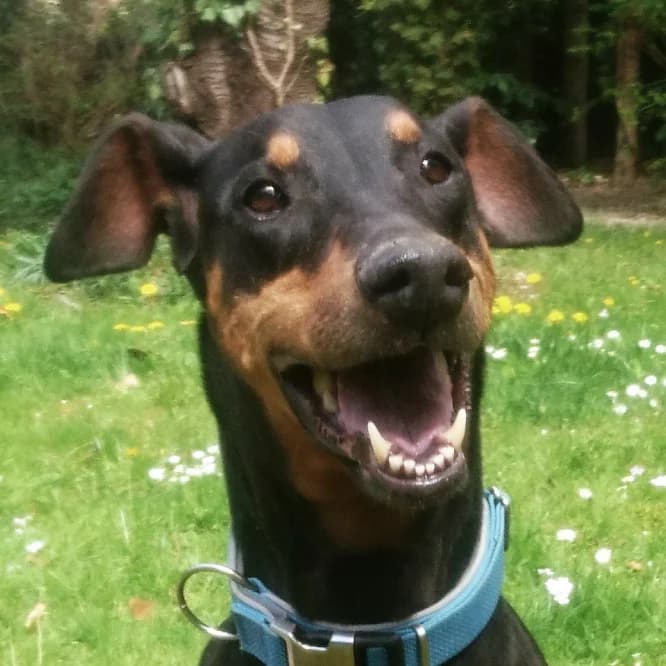 Margeaux, female Mixed Breed for adoption at Tierhilfe Franken e.V., Lauf