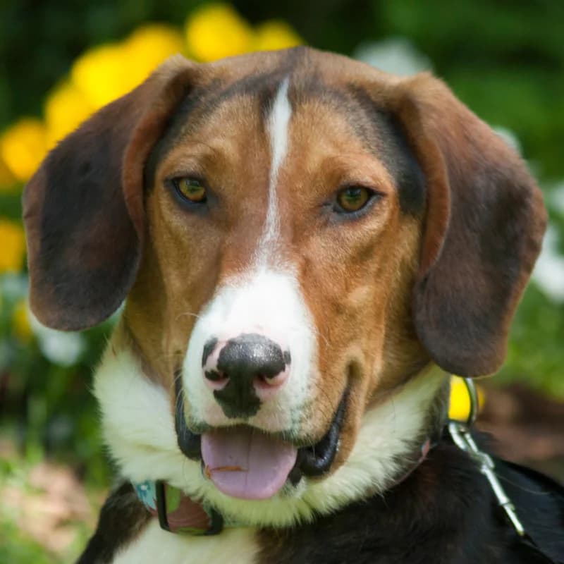 Kimo, male Mixed Breed for adoption at Tierhilfe Franken e.V., Lauf
